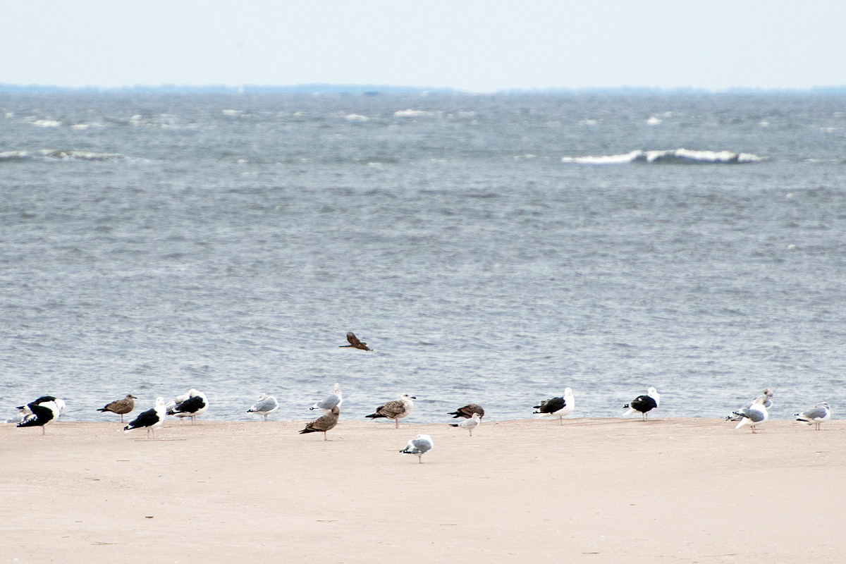 sharpie-among-gulls.jpg