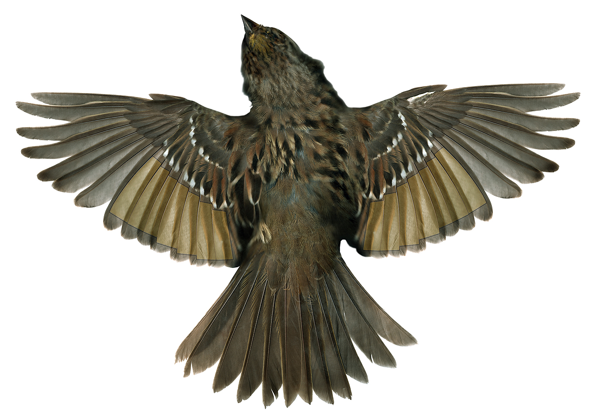 Sparrow Wings