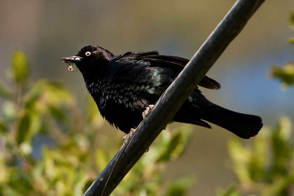 Черные птицы читать. Черная птица. Маленькая черная птичка. Птица с черными волосами. Черная птичка поет.